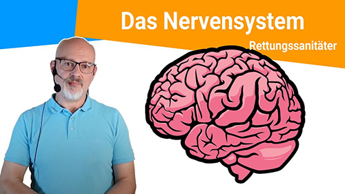 Das Nervensystem zentral und peripher 500px