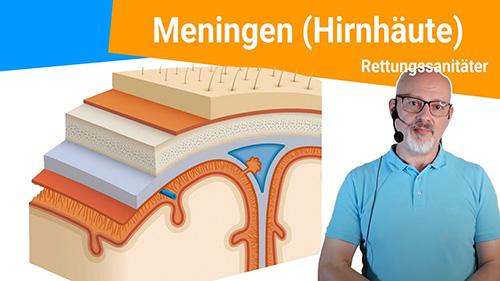 Die Meningen Hirnhaute Benennung der Zwischenraume Ursachen einer Hirnhautentzundung 500px
