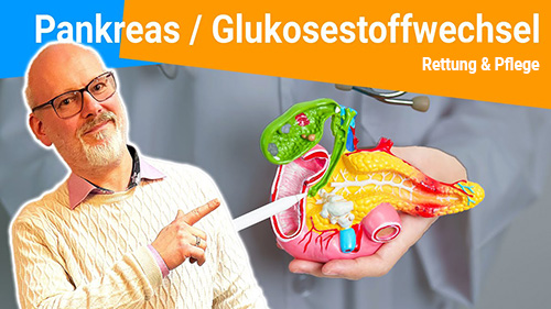 Pankreas Glukosestoffwechsel 2 500px